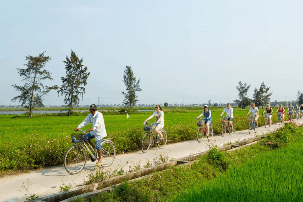 Tourists cycling through green rice fields near Hoi An, Central Vietnam. Countryside cycling tours are a popular way to experience local life and scenic landscapes around the UNESCO-listed Old Town.
