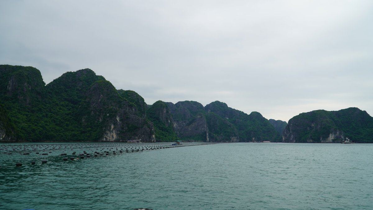 Karst islands rising from the calm green water of Ha Long Bay