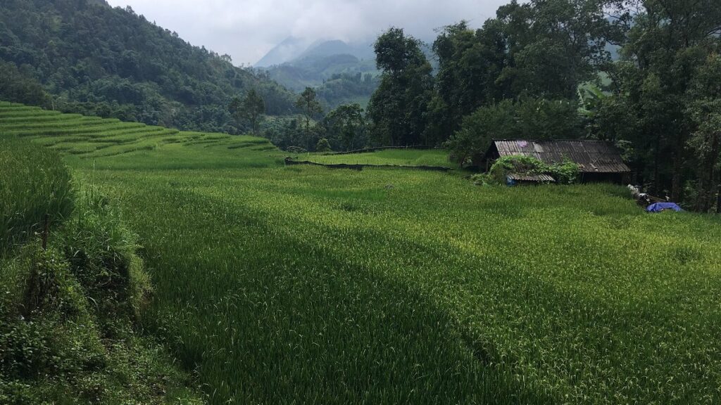 Terraced rice fields in the hills around Sa Pa, northern Vietnam